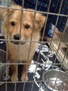 Nikki the Retriever Mix Puppy