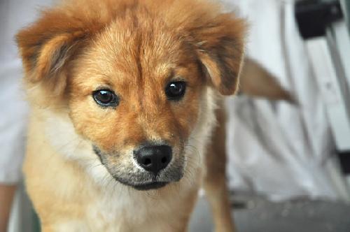 Nikki the Retriever Mix Puppy