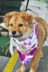 Nikki the Retriever Mix Puppy