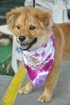 Nikki the Retriever Mix Puppy