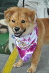 Nikki the Retriever Mix Puppy