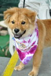 Nikki the Retriever Mix Puppy