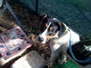 Hoagie the Cattle Dog