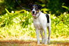 Hoagie the Cattle Dog