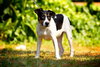 Hoagie the Cattle Dog