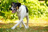Hoagie the Cattle Dog