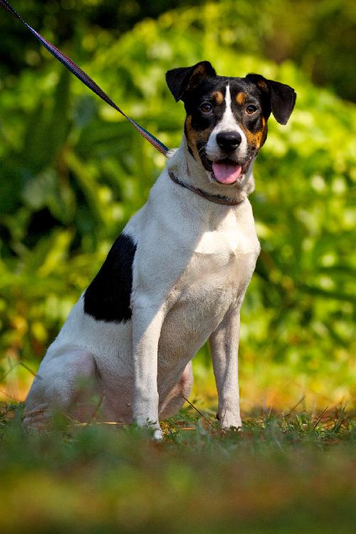 Hoagie the Cattle Dog