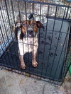 Hobo the Cattle Dog