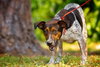 Hobo the Cattle Dog