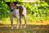 Hobo the Cattle Dog