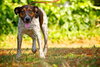 Hobo the Cattle Dog
