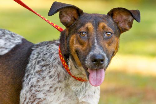 Hobo the Cattle Dog