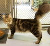 Zeus the Attention Hog Maine Coon