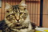 Zeus the Attention Hog Maine Coon