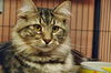 Zeus the Attention Hog Maine Coon