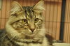 Zeus the Attention Hog Maine Coon