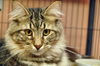 Zeus the Attention Hog Maine Coon