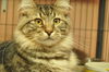 Zeus the Attention Hog Maine Coon