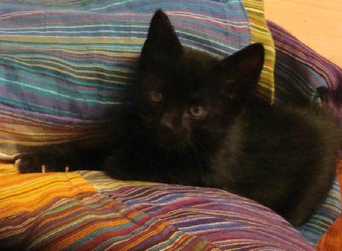 Java the Hemingway Kitten