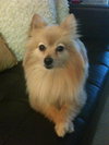 Lola the Pomeranian