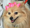 Lola the Pomeranian