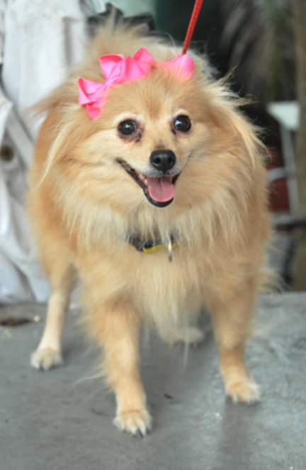 Lola the Pomeranian