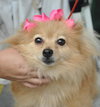 Lola the Pomeranian
