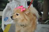 Lola the Pomeranian