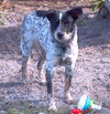 Taylor the Shy Heeler Pup