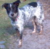 Taylor the Shy Heeler Pup