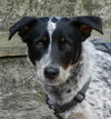 Taylor the Shy Heeler Pup