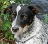 Taylor the Shy Heeler Pup