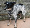 Taylor the Shy Heeler Pup