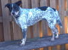 Taylor the Shy Heeler Pup