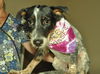 Taylor the Shy Heeler Pup