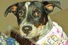 Taylor the Shy Heeler Pup
