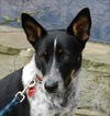Zip the Shy Heeler Pup