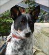 Zip the Shy Heeler Pup