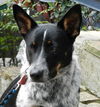 Zip the Shy Heeler Pup