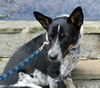 Zip the Shy Heeler Pup
