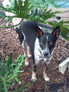 Zip the Shy Heeler Pup
