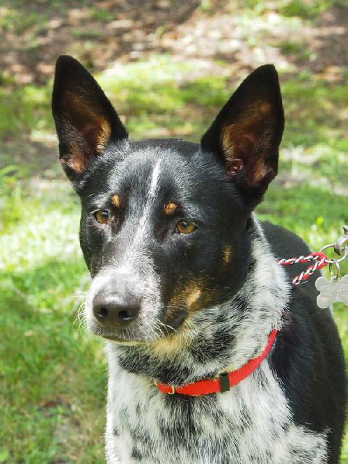 Zip the Shy Heeler Pup