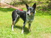 Zip the Shy Heeler Pup