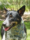Zip the Shy Heeler Pup