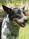 Zip the Shy Heeler Pup