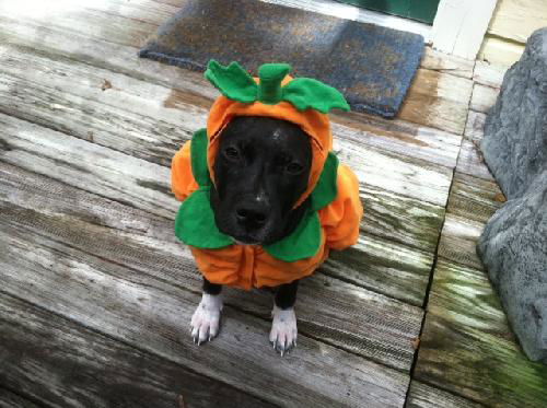 Magnolia the lucky Puppy
