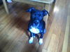 Magnolia the lucky Puppy