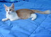 Fox the Friendly Kitten