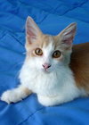 Fox the Friendly Kitten