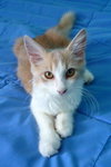 Fox the Friendly Kitten